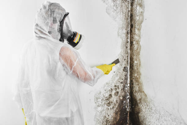 Mold Testing and Removal in Rio Del Mar, CA