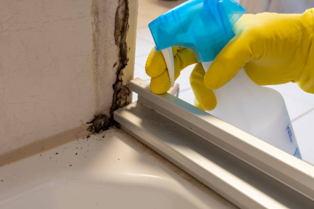 Professional Mold Removal in Rio Del Mar, CA