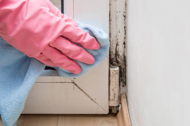 Best Toxic Mold Removal  in Rio Del Mar, CA